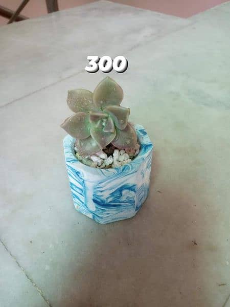 concrete pots with plants 1