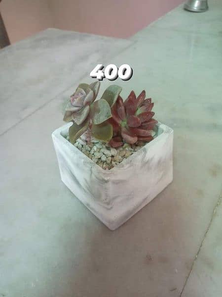 concrete pots with plants 2