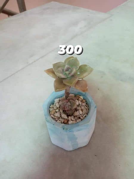 concrete pots with plants 3
