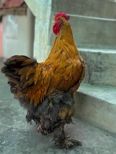 Golden Buff rooster for sale 0