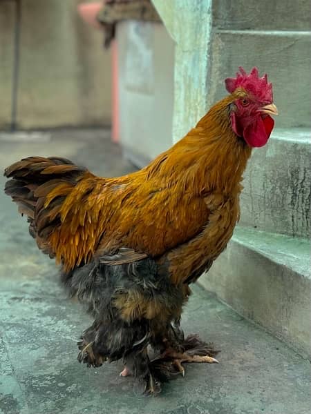 Golden Buff rooster for sale 1