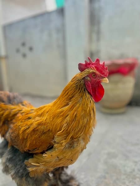 Golden Buff rooster for sale 2