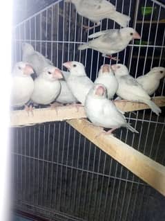 Java chicks for sale white silver and Fan split