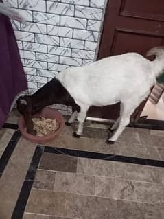 Kamori Goat For Sale