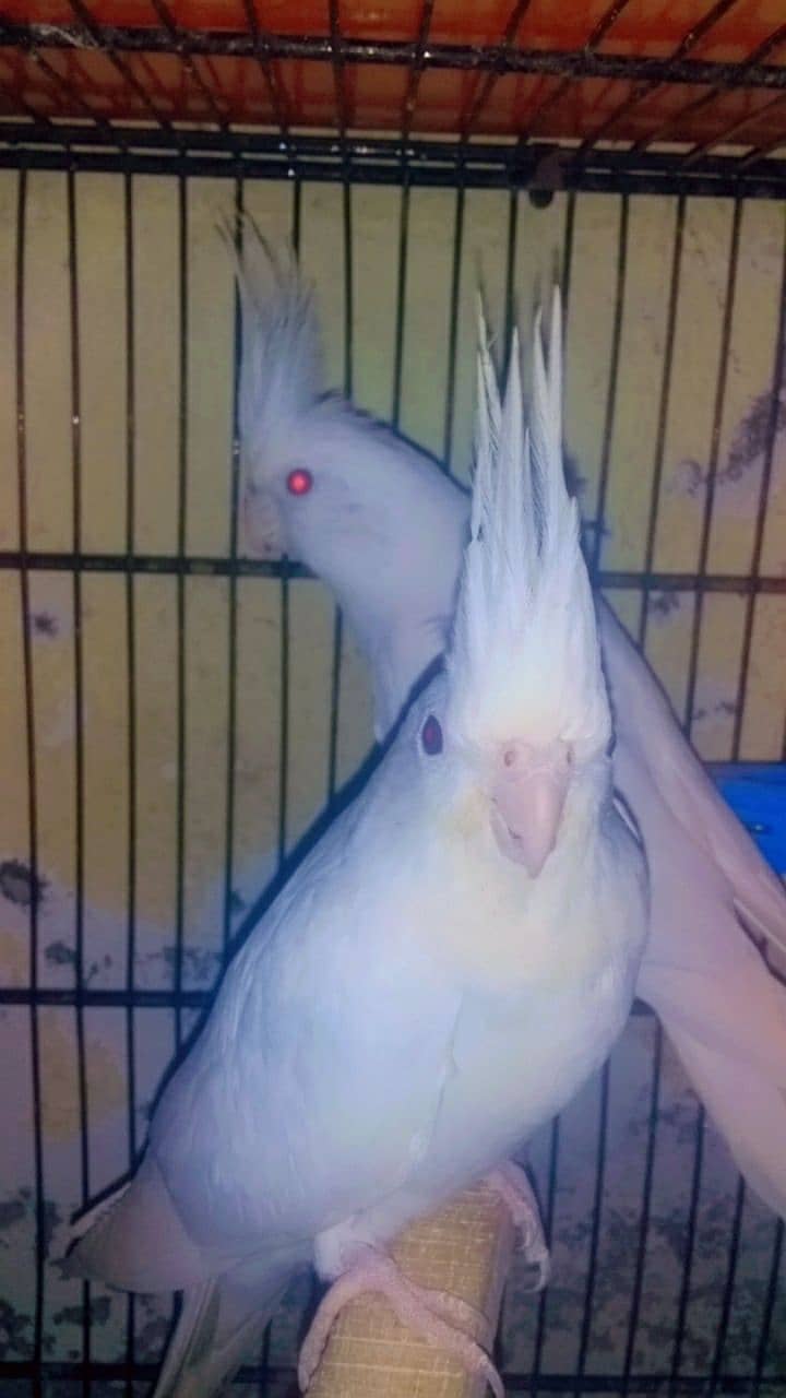 Eno Cocktail Red eye Breeder Pair For Sale. 3