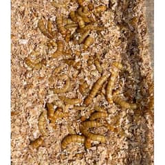Mealworms US Breed full size available