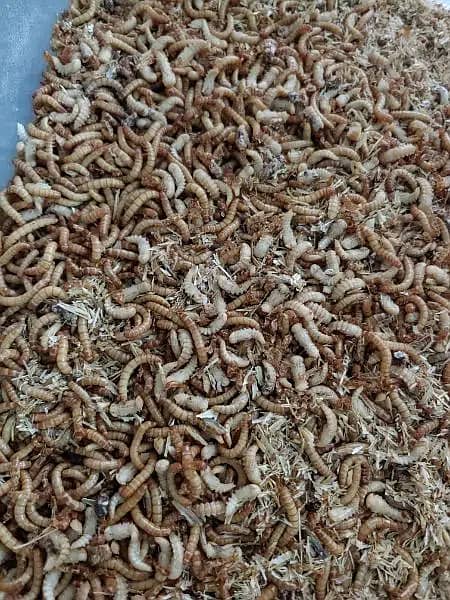 Mealworms 1 rupy per piece 2