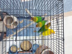 3 are fishers, and 1 is yellow lovebird redeye. active and healthy.