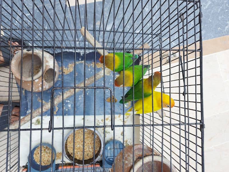 3 are fishers, and 1 is yellow lovebird redeye. active and healthy. 0