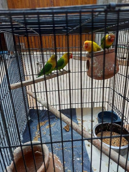 3 are fishers, and 1 is yellow lovebird redeye. active and healthy. 1