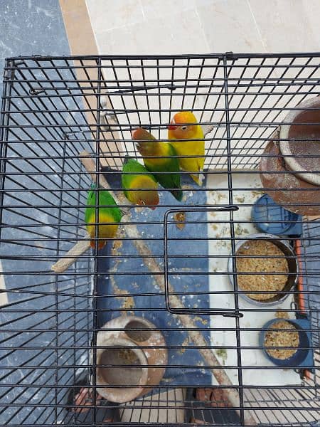 3 are fishers, and 1 is yellow lovebird redeye. active and healthy. 2