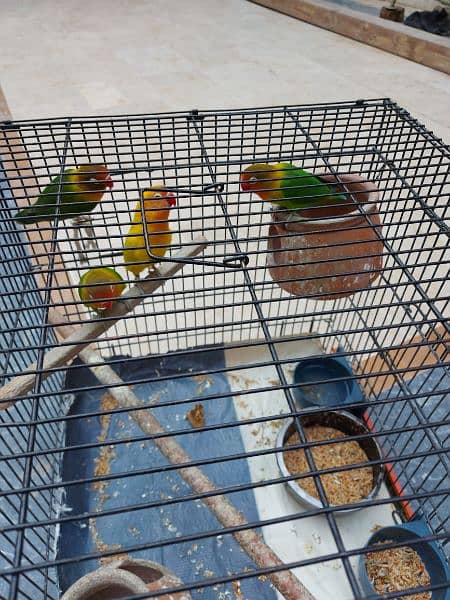 3 are fishers, and 1 is yellow lovebird redeye. active and healthy. 3