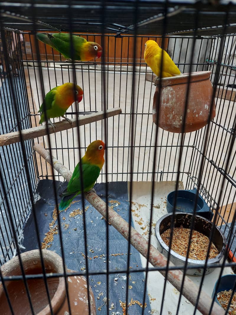 3 are fishers, and 1 is yellow lovebird redeye. active and healthy. 4
