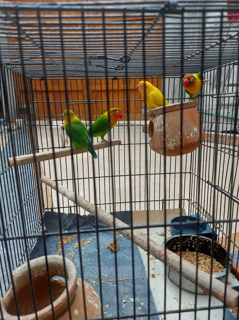 3 are fishers, and 1 is yellow lovebird redeye. active and healthy. 5