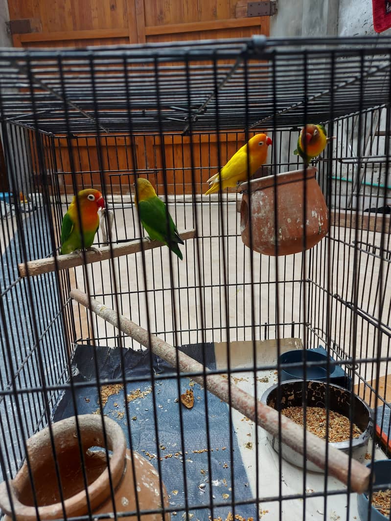 3 are fishers, and 1 is yellow lovebird redeye. active and healthy. 6