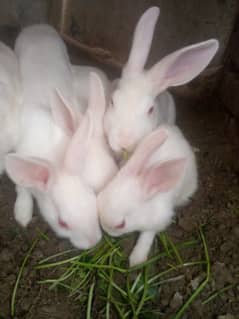 Cute white rabbit pair and spacially red eyes