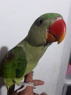 green parrot