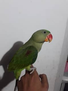 R. . . A. . . . . . .  parrot female