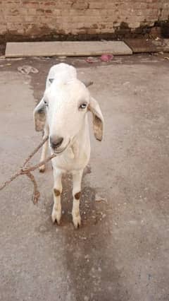 white khonsorat 2 goats for sell 1 2 mahiny ki kras be hai. exchange p