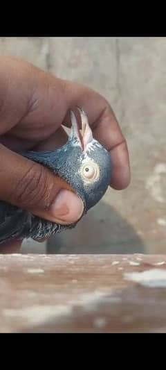 Teddy pigeon male