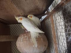 common white red eye cockatiel cocktail Adult chicks