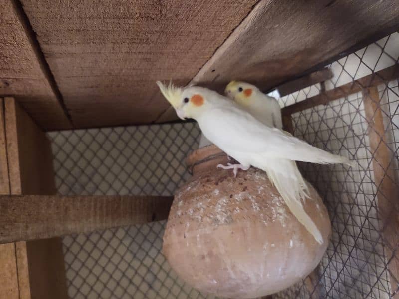 common white red eye cockatiel cocktail Adult chicks 1