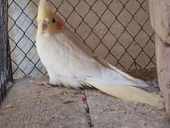 common white, red eye cockatiel cocktail pair