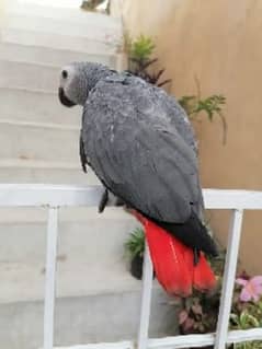 African grey parrot 3 months age hamd  tamed 0
