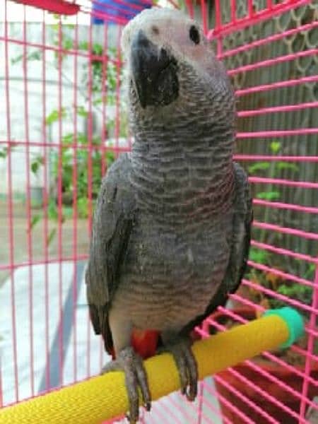 African grey parrot 3 months age hamd  tamed 1