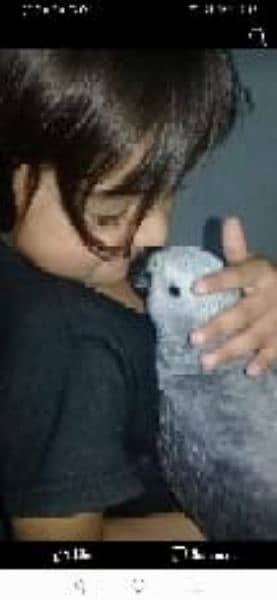 African grey parrot 3 months age hamd  tamed 2