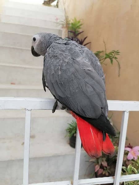 African Grey | grey parrot | parrot sale | african parrot 2