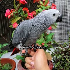 African Grey | grey parrot | parrot sale | african parrot