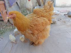 golden buff hens female