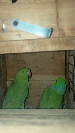 ringnait parrots pair\breeder parrots pair