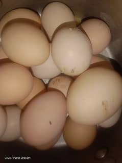 fertile eggs every day