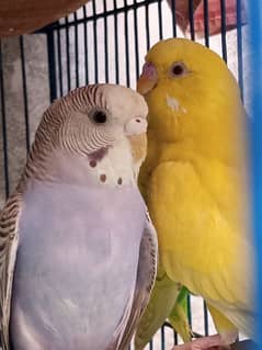 Budgies/Australian parrots breeder pairs for sale
