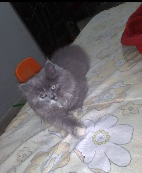 Persian Grey Cat 0