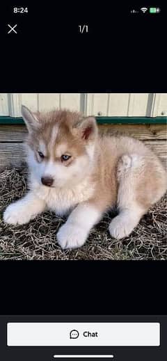 Siberian Husky puppies for sale in g