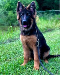 German shepherd long hair puppy available for sale