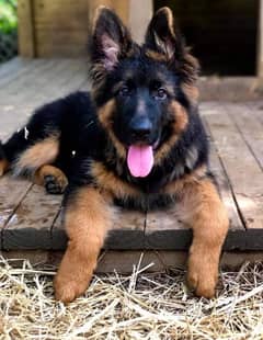 Alsatian sales puppy olx