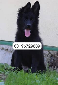 Black shepherd puppy are available for sale pedigree