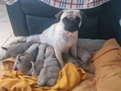 pug pedigree puppies are available for sale
