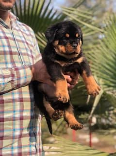 Rottweiler puppies are available for sale