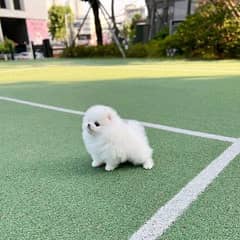 Pomeranian puppy available for sale puppy are available in Pakistan
