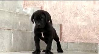 cane corso puppy are available in Pakistan for sale