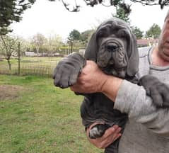 Neapolitan mastiff puppy are available in Pakistan for sale