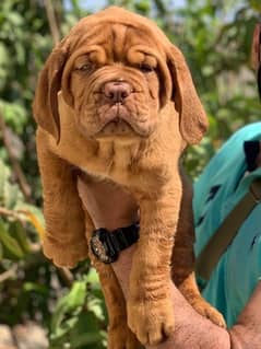 French mastiff puppies are available in Pakistan for sale