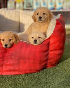 golden retriever champion blood puppies are available for sale