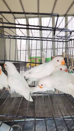 creamino,Decino and Albino Red eyes