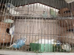 budgies breeding pair for sale